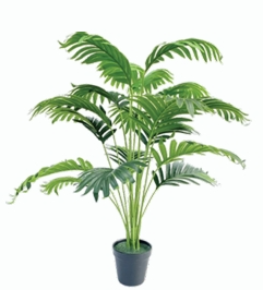 Small Palm Plant